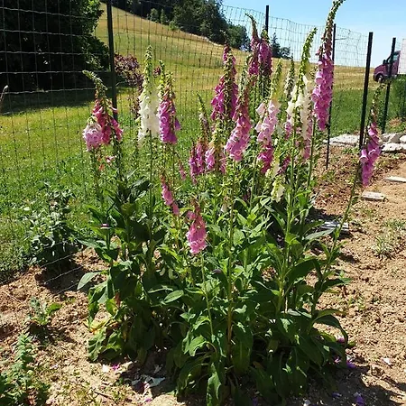 Panzió Margarita 3*