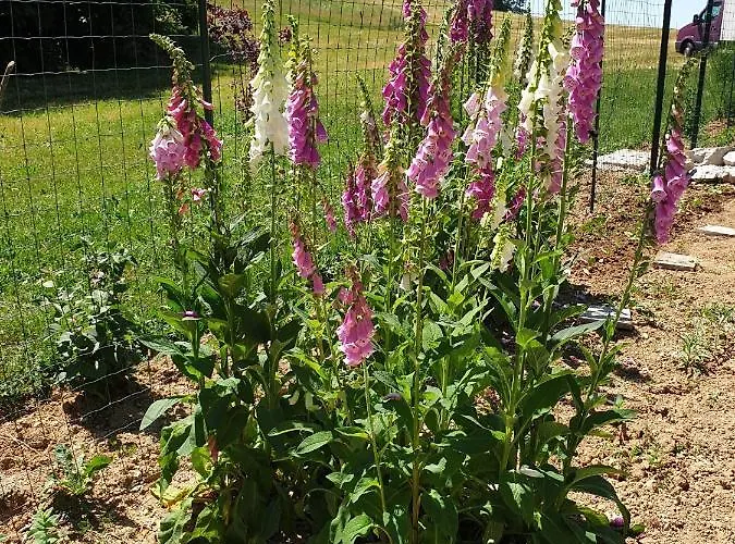 Frühstückspension Margarita 3*