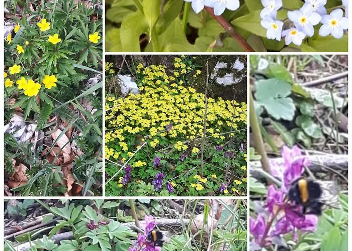 Bed and breakfast Margarita Otlica